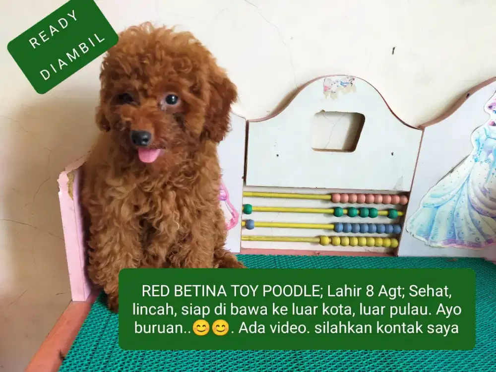 BETINA RED TOY POODLE,Lahir 8 Agt;Sehat,Lincah siap diadopsi kemanapun