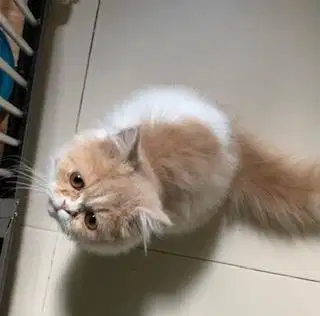 Kucing persia jantan