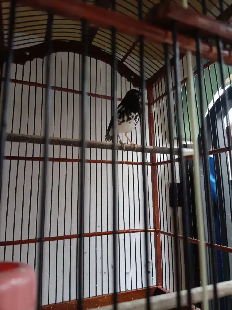 Anis Kembang Gacor RnR