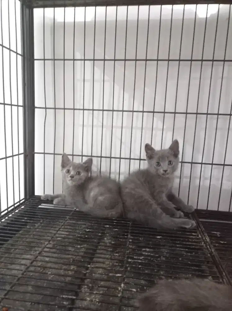 kucing bsh british shorthair jantan dan betina