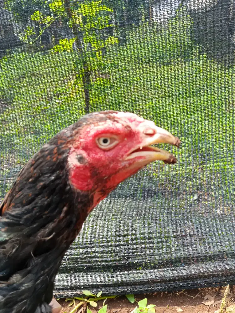 Ayam Bangkok Biang/babon ekor lidi