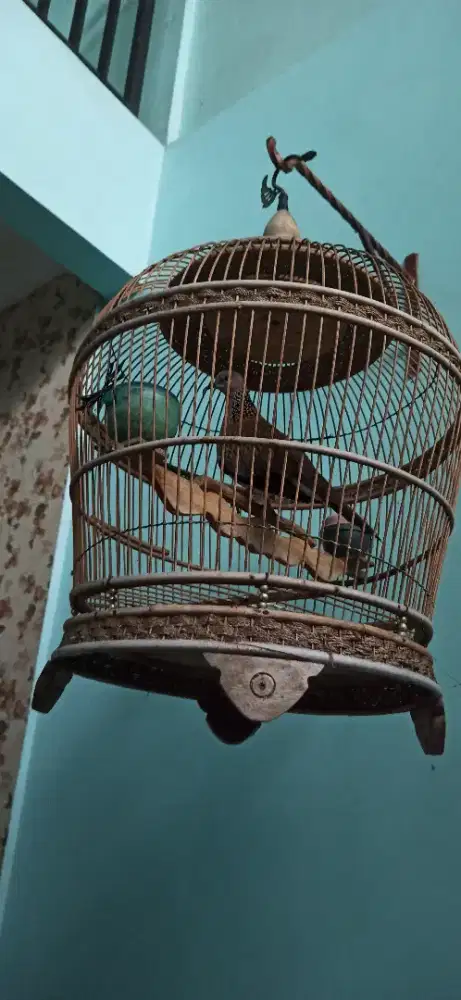 derkuku Kelantan jantan gacor