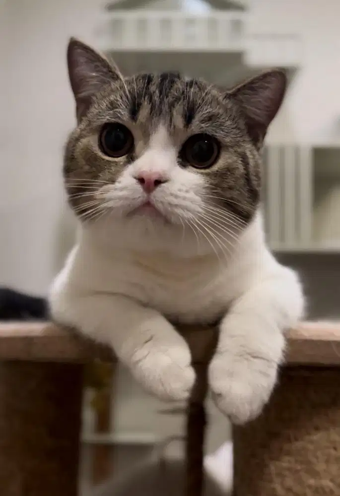 Kucing Scottish Straight PURE Scottish