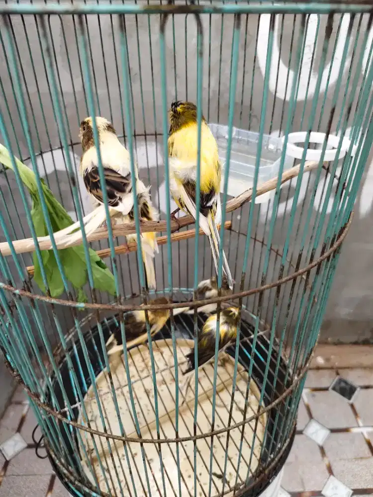 Kenari af paud warna cerah