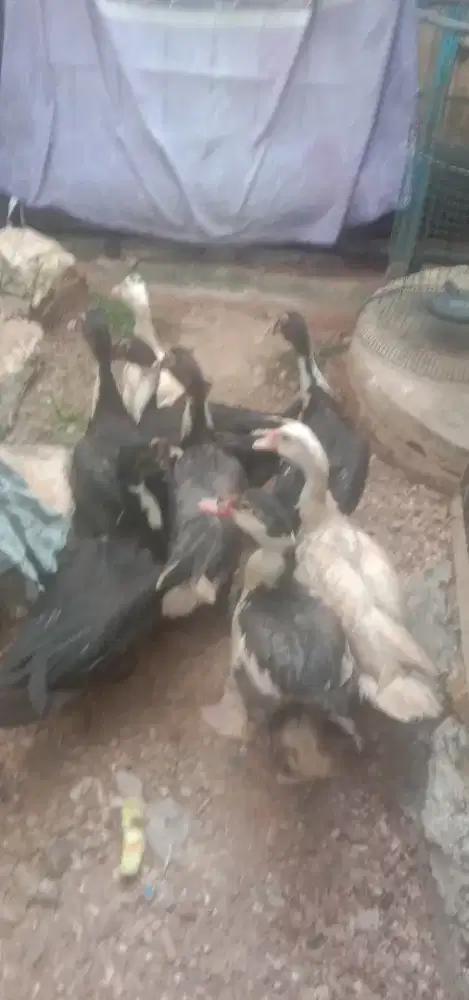 JUAL CEPAT ENTOK 8 EKOR 1JANTAN 7BETINA