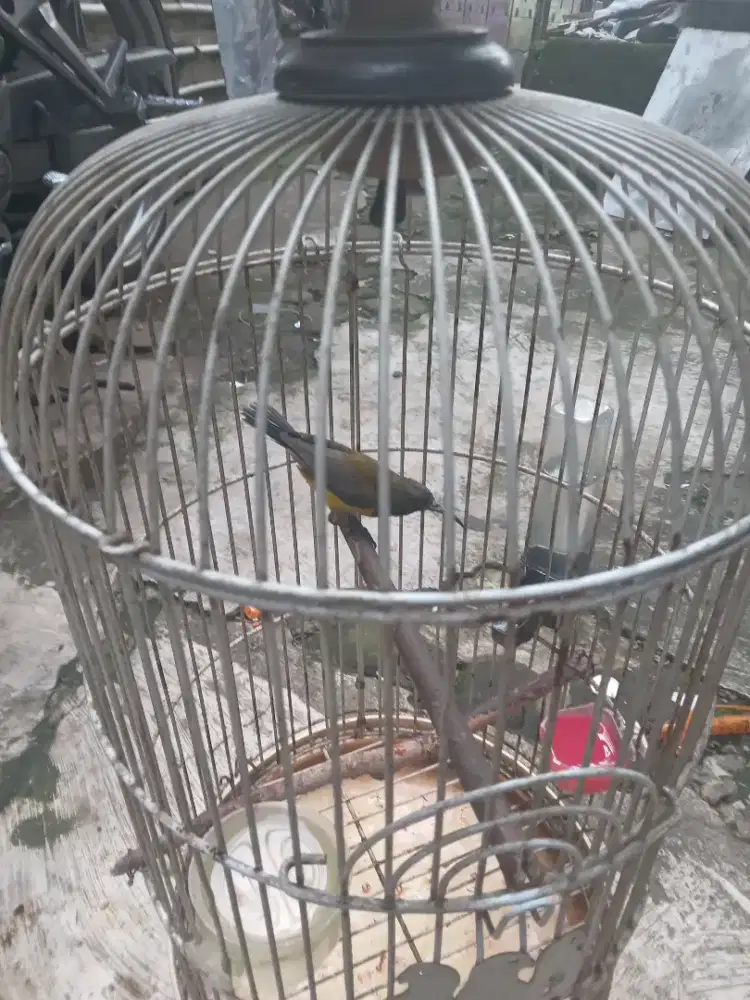 Burung kolibri sogon jantan sama kandang
