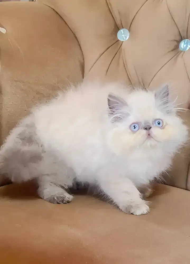 Persia peaknose himalaya jantan