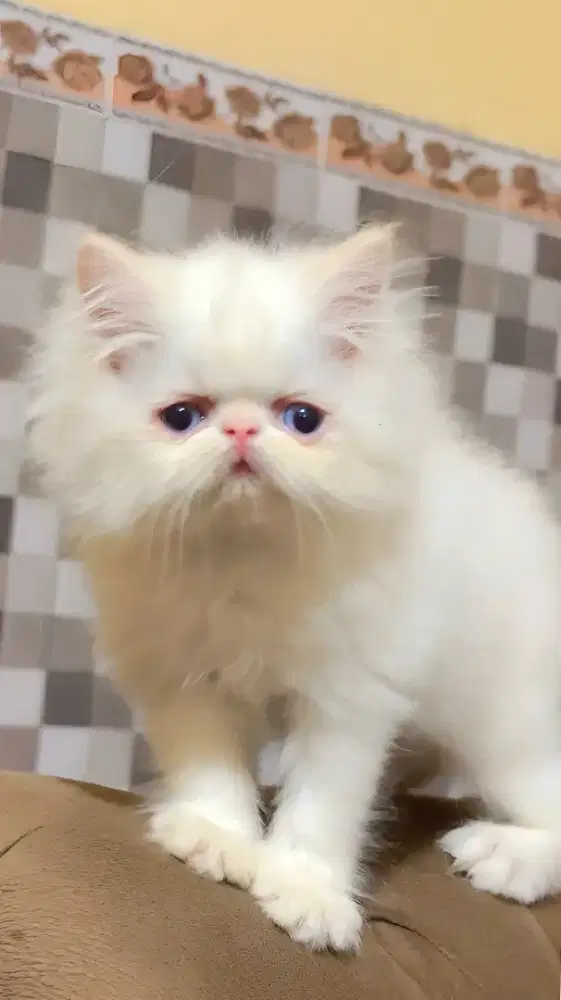 persia peaknose jantan