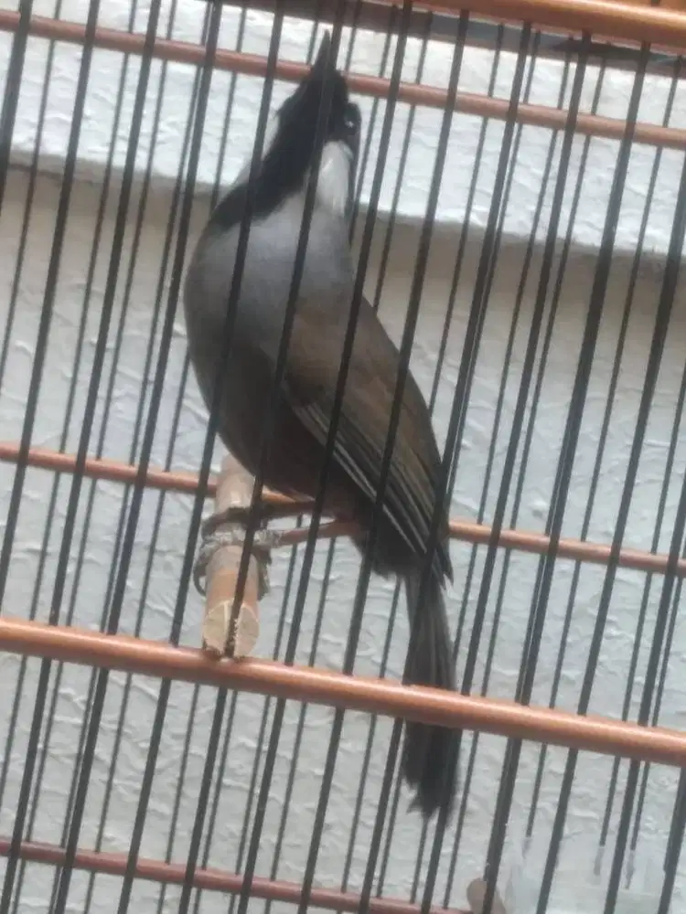 Poksay Hongkong Jantan