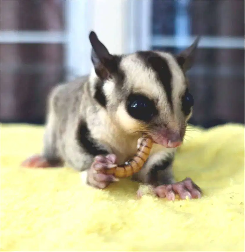 Sugar Glider abu het creamino jantan SG lucu jinak