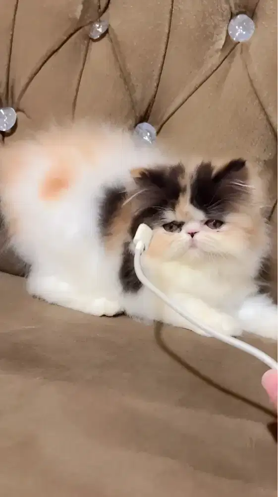 Persia peaknose Betina