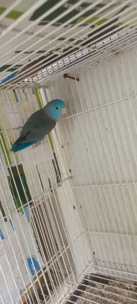 burung mini blue bird
