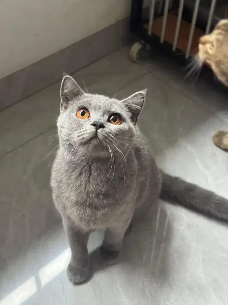 Bsh pedigree bermahar