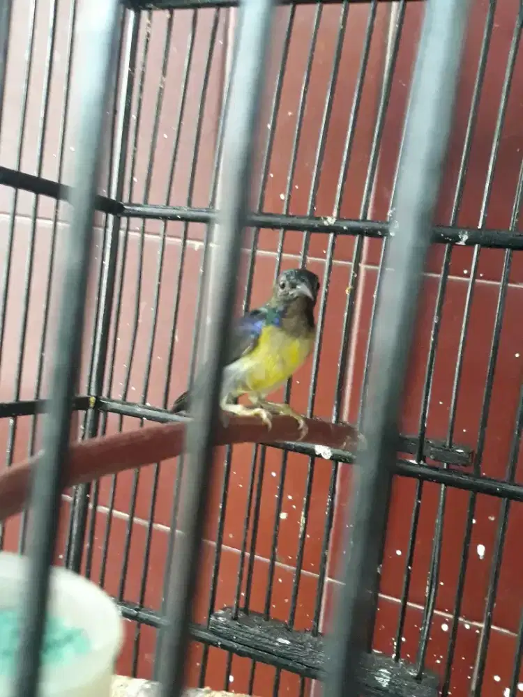 korlap kolibri kalapa udah rawatan udah bunyi