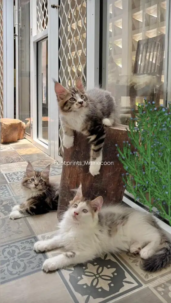 Limited Offer Kitten Mainecoon Kucing Maine Coon