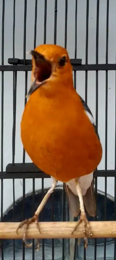 BURUNG ANIS MERAH MINES GACOR PLONG TELER