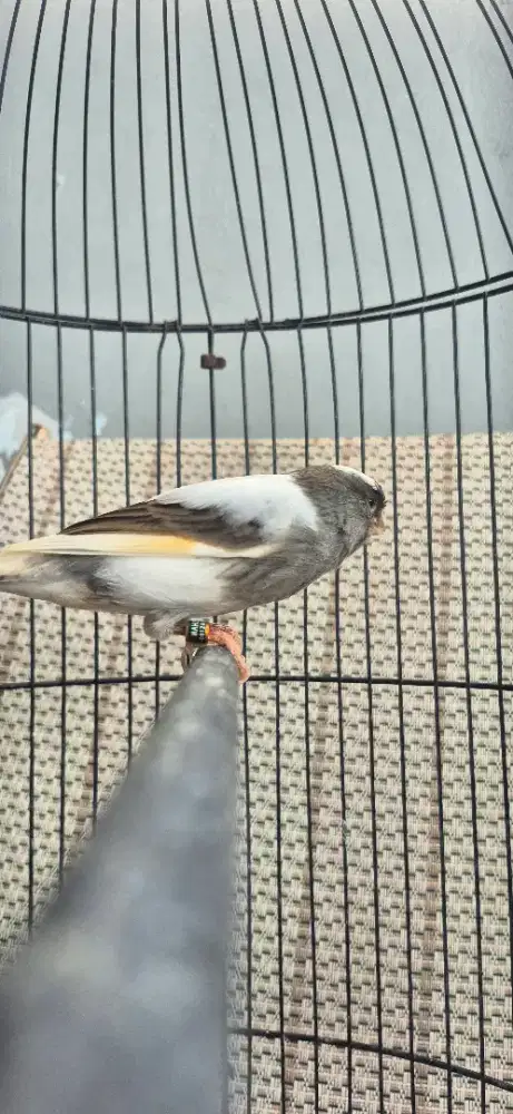 BURUNG MUDA KENARI F1 PANDA JANTAN