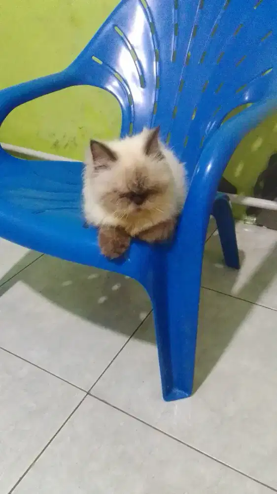 lepas adop kucing kesayangan