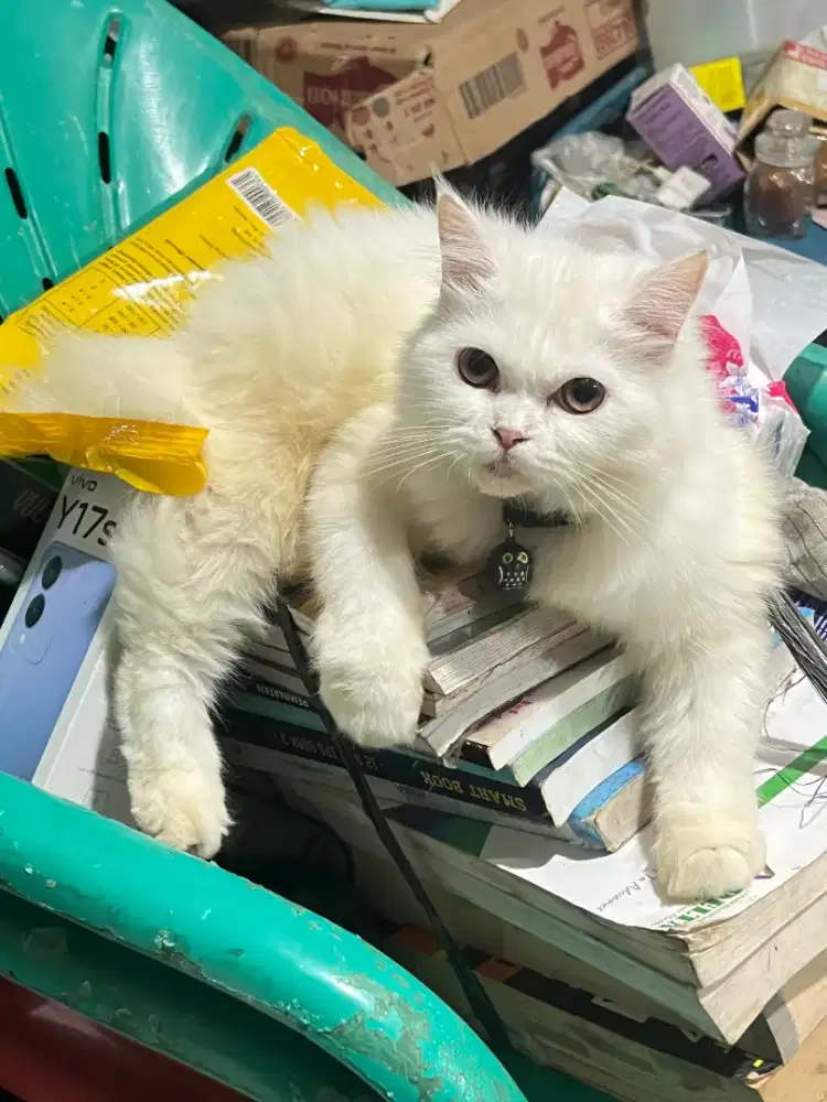 KUCING PERSIA BETINA PUTIH