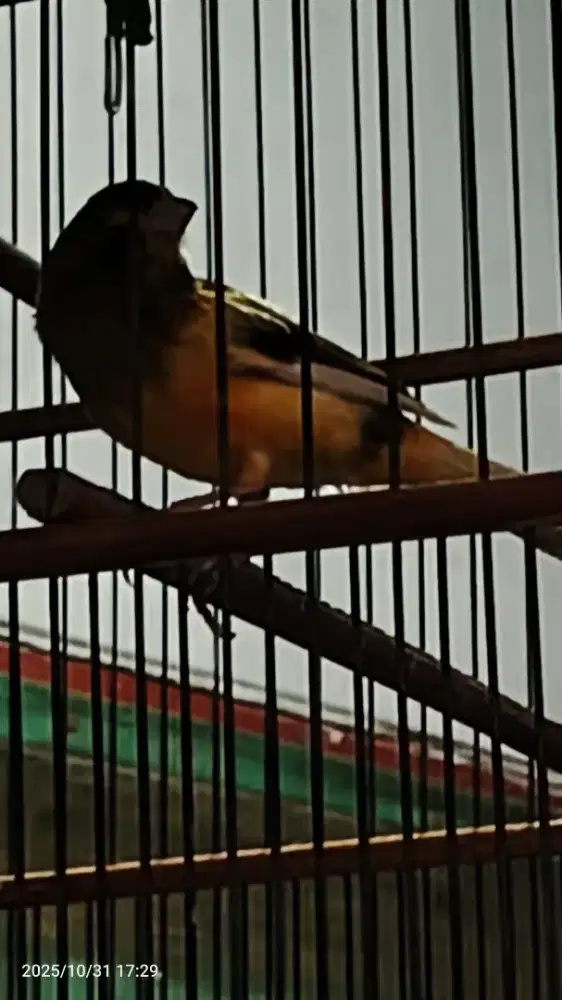 Jual cepet kenari seri AF