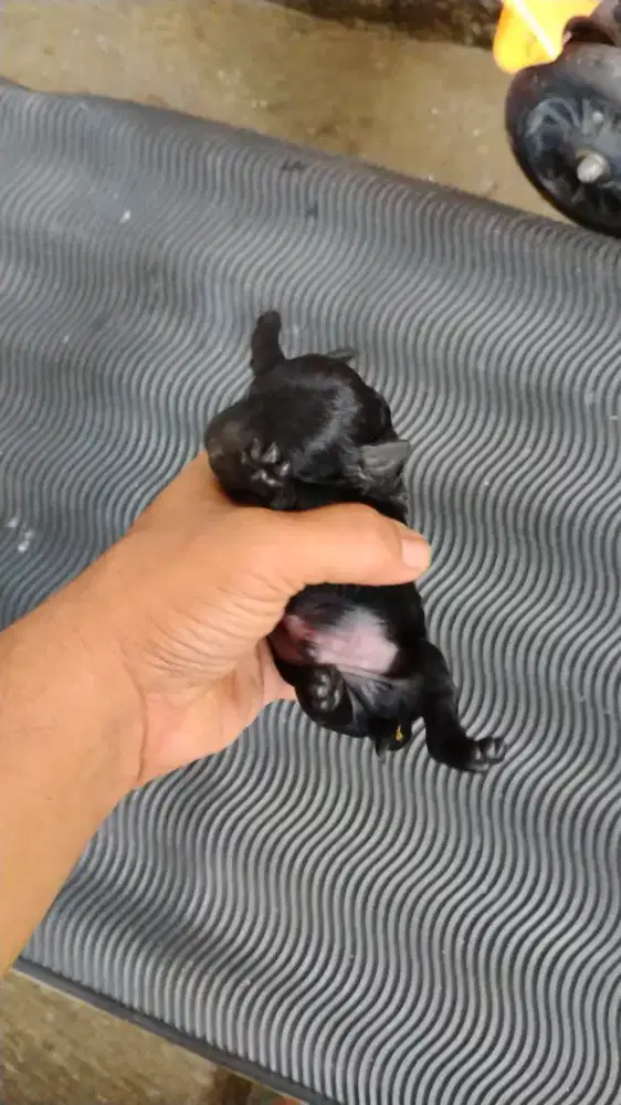 Puppy tiny poodle jantan /betina