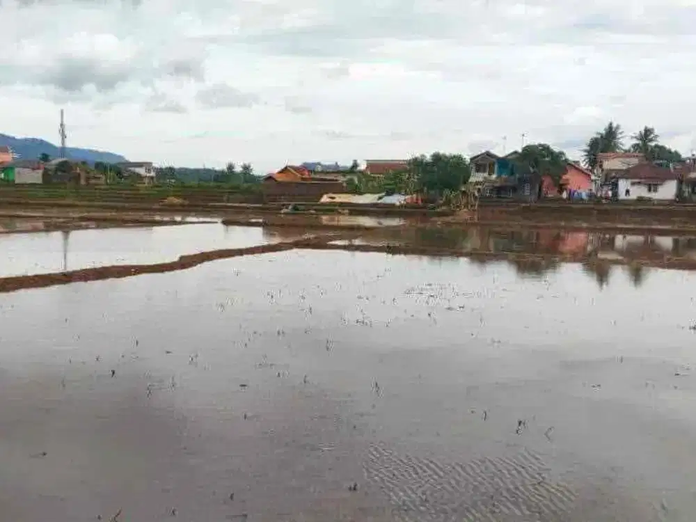Dijual Cepat Tanah Sawah Produktif Cocok Untuk Dibangun Perumahan