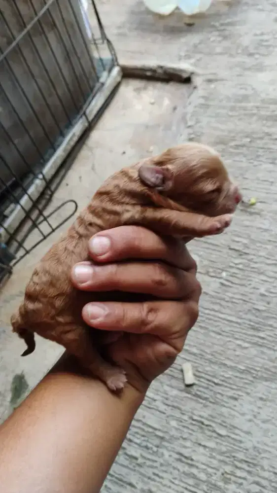 Puppy red toy poodle tiny
