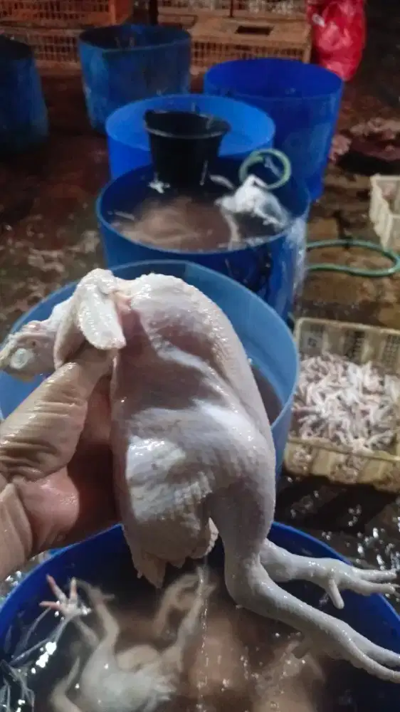 Sedia ayam potong berbagai ukuran mulai dr