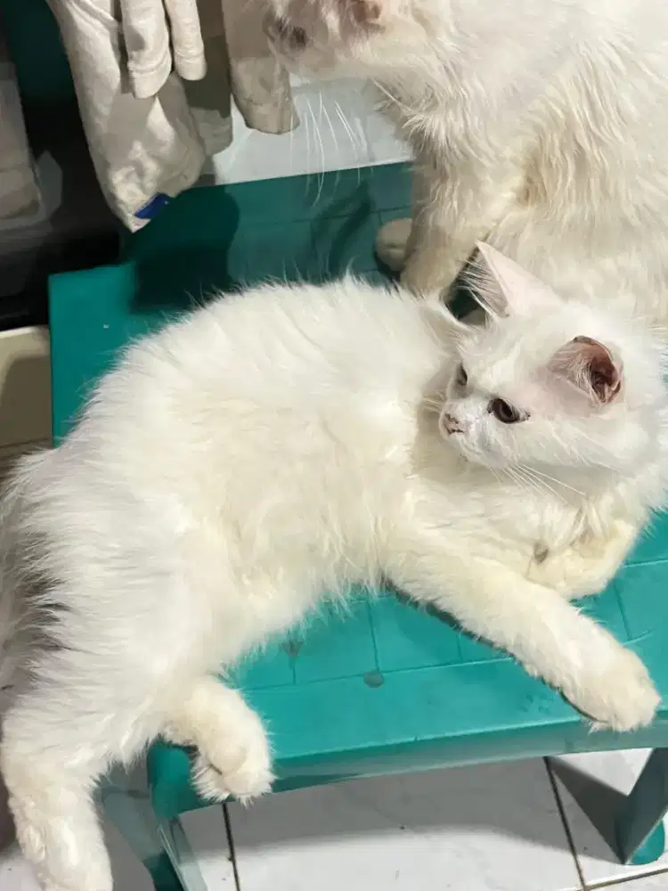 OPEN ADOPT KUCING PERSIA JANTAN (gratis)