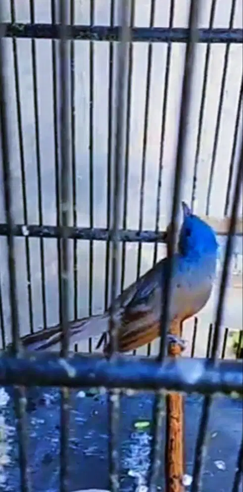 KEHICAP SELENDANG BIRU MASTERAN