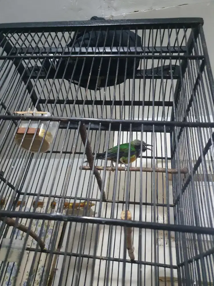 Burung Cucak Cungkok