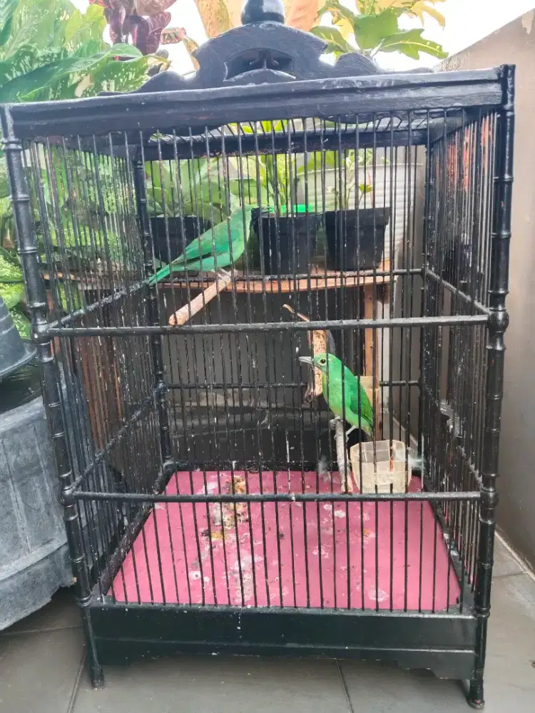 Burung jalak suren sepasang bodi big siap ternak