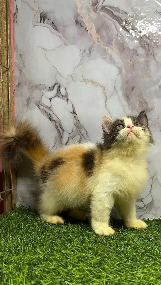 Betina 3 bulan gembul