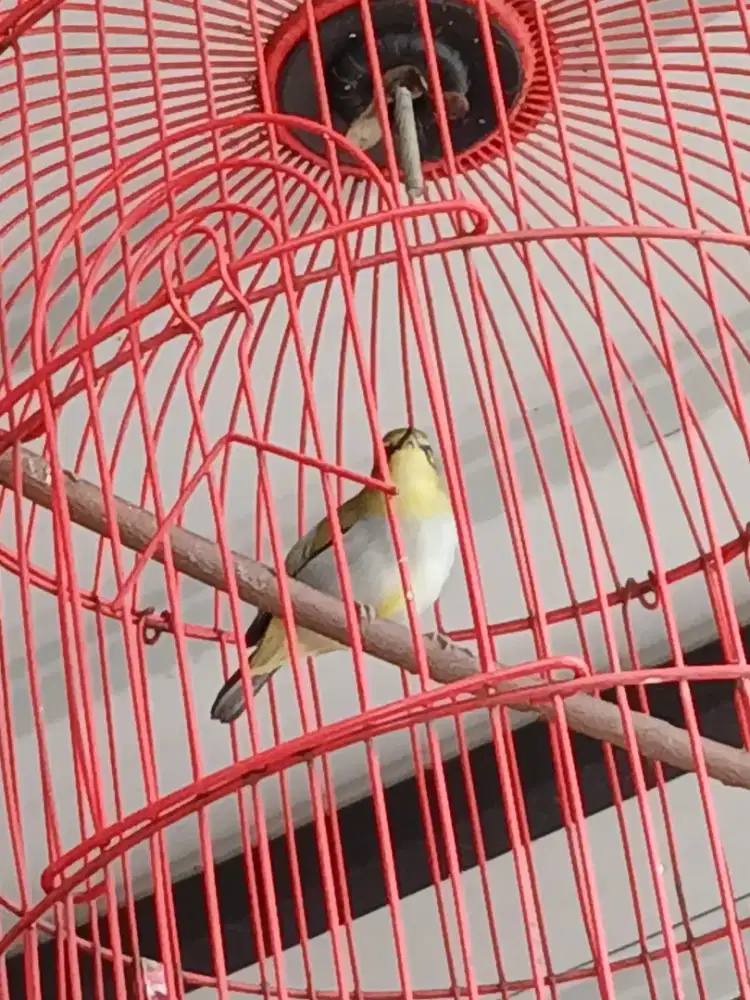 Burung kecil ngalas gacor