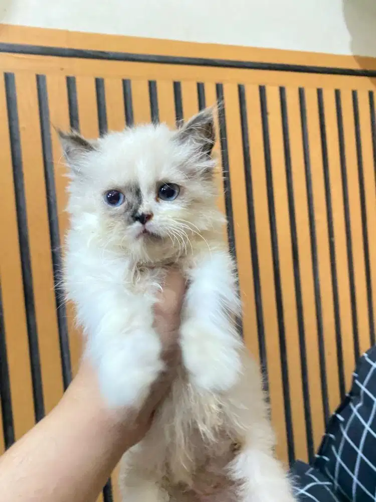 Ragdoll betina 2 bulan