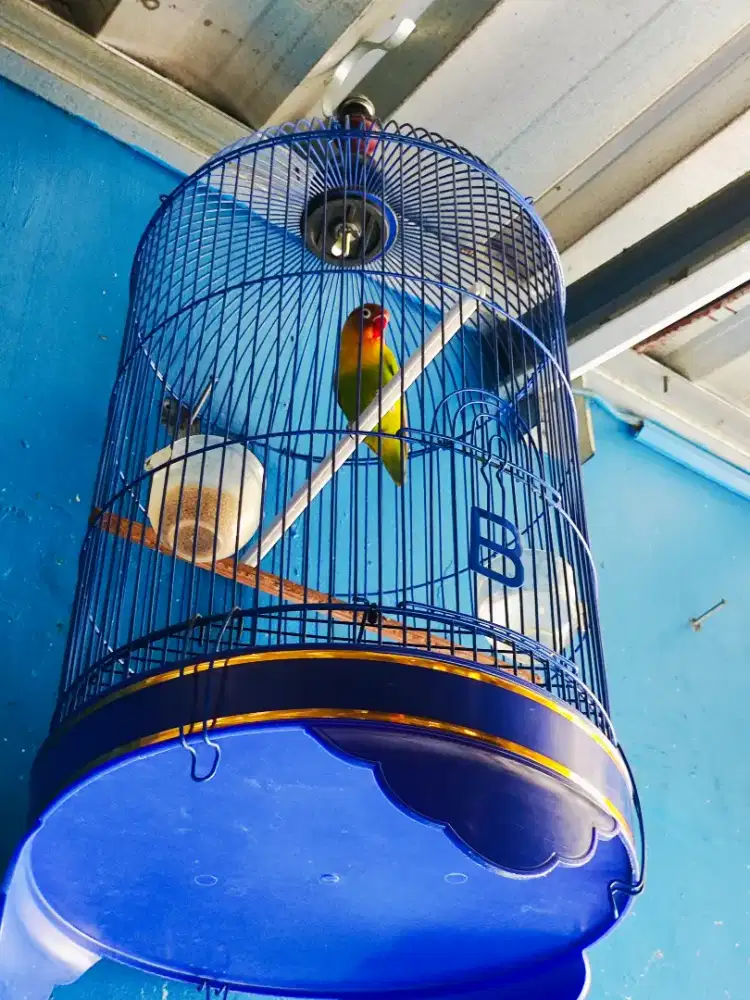 Burung Love Bird Latah (Burja)