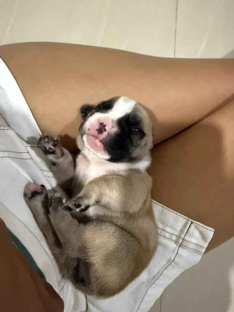 French bulldog 2minggu