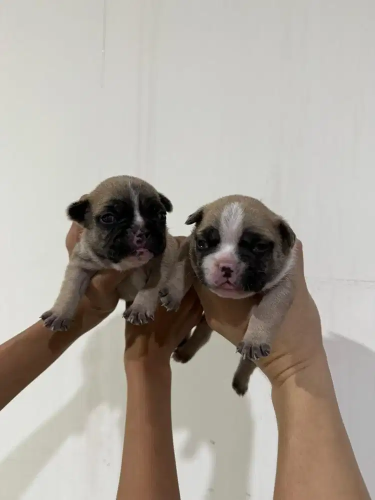French bulldog usia 2minggu