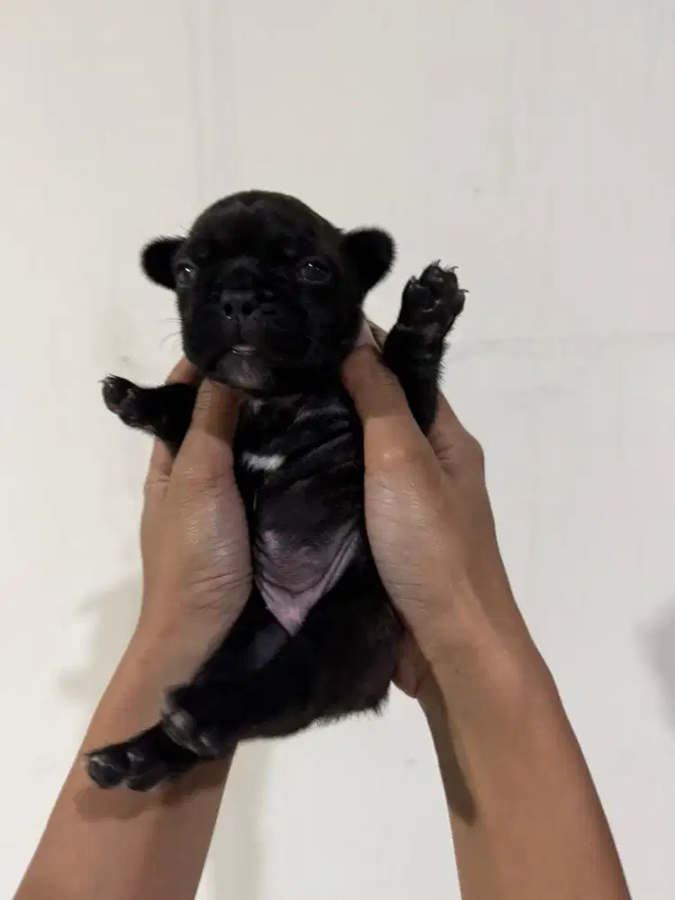 French bulldog usia 2minggu