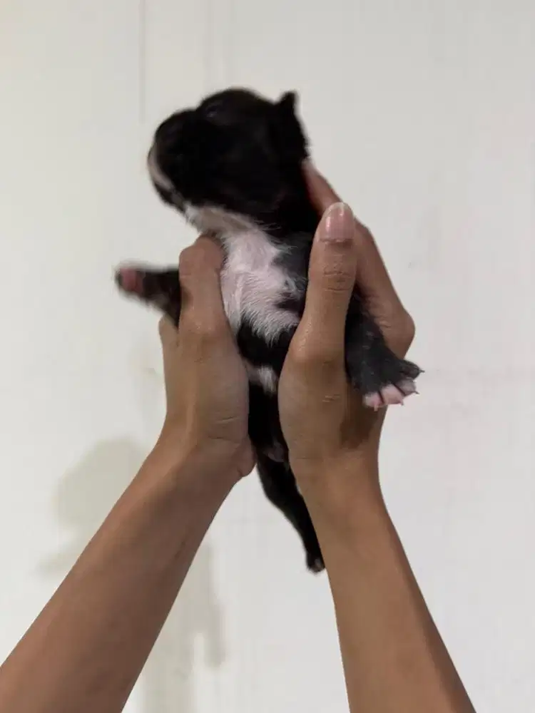 French bulldog usia 2minggu