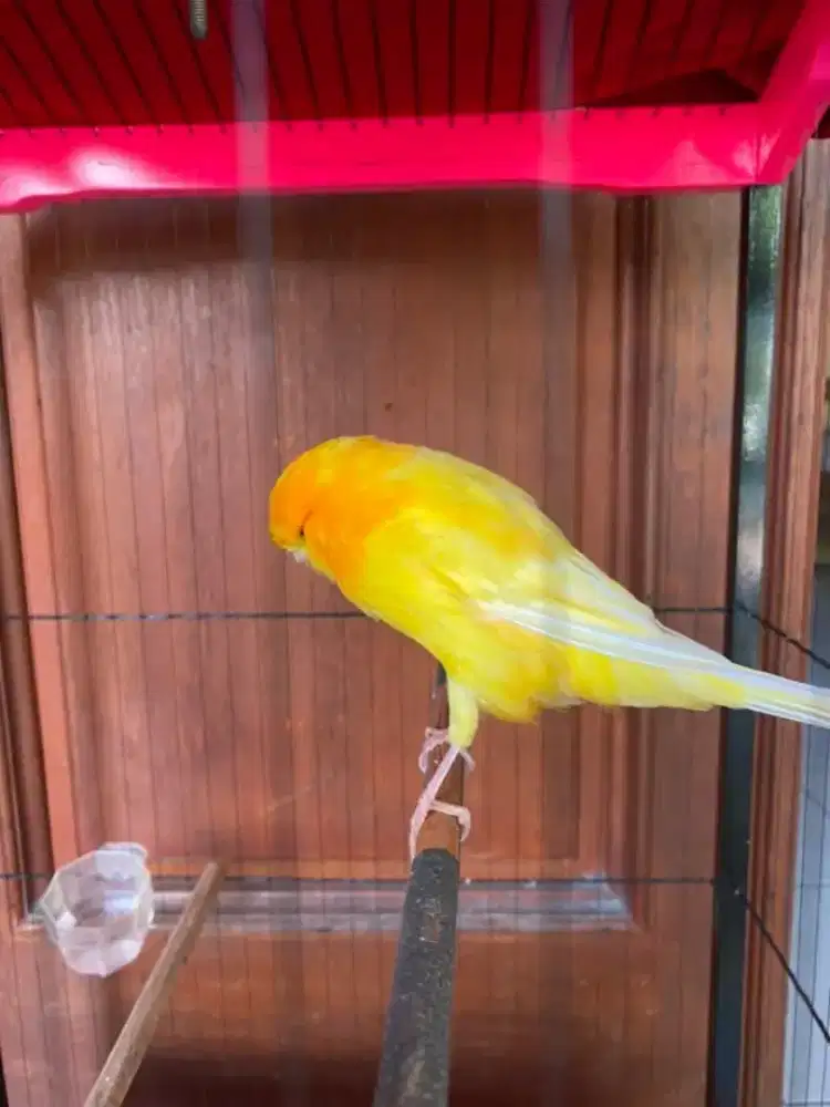 Yokser TKF24 Garansi Jantan