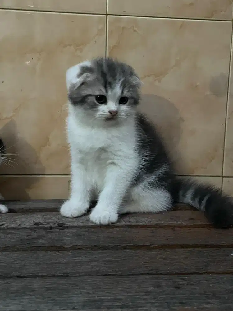 Kucing bsh dan munckhin