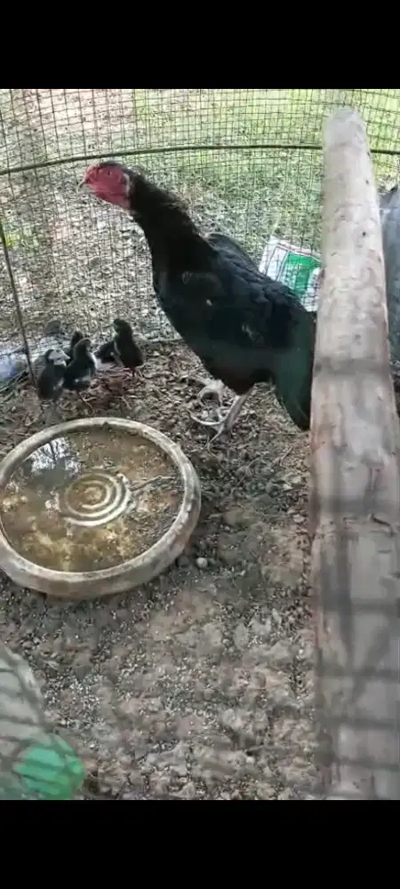 Jual 1 induk Ayam dengan Anaknya 5 ekor