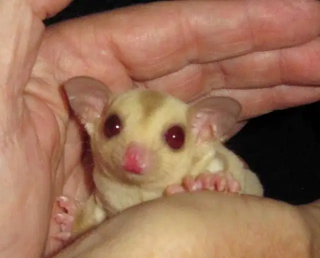 Sugar Glider Joey Cremino Ruby