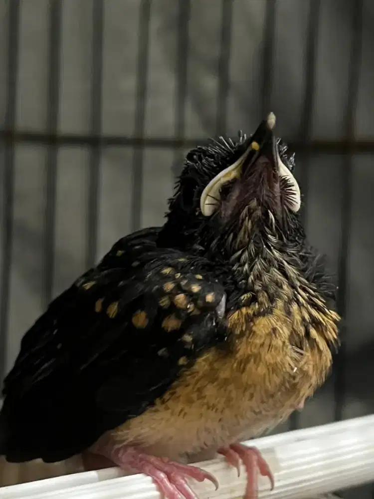 BURUNG MURAI JANTAN ANAKAN TUNGGAL