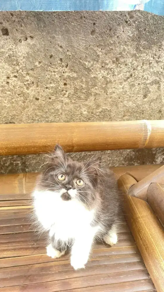 Kucing Persia bulu halus betina 3 bln bisa nego