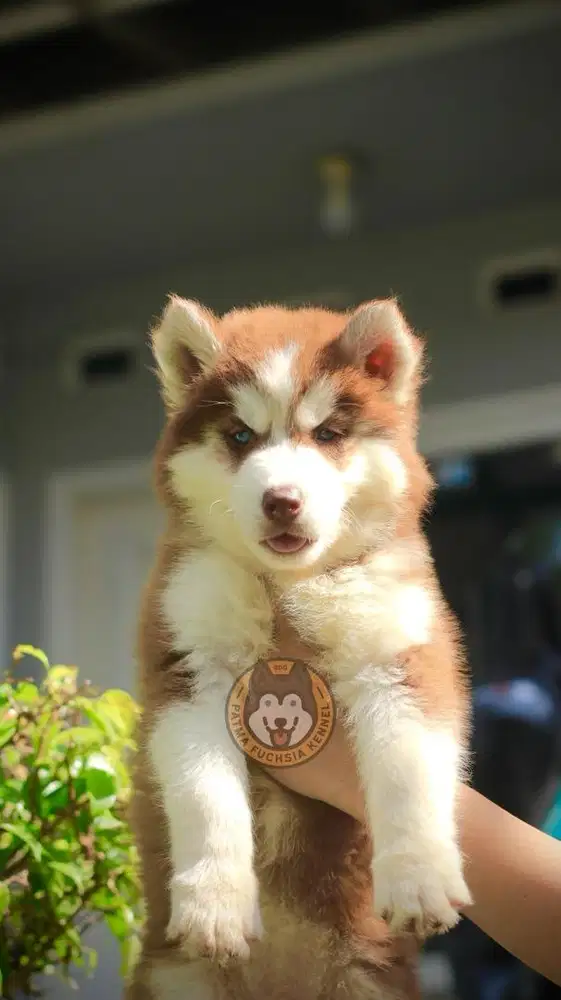 Siberian Husky Female Puppy
