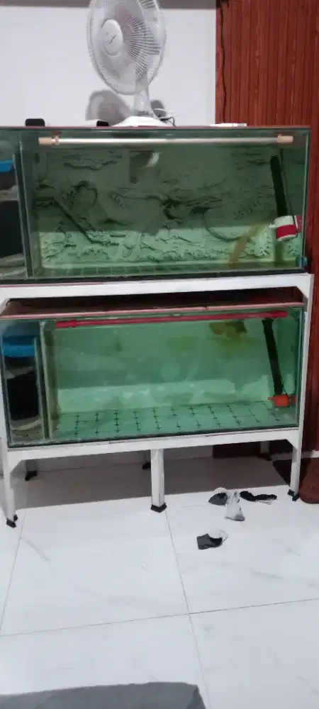 Akuarium ikan arwana