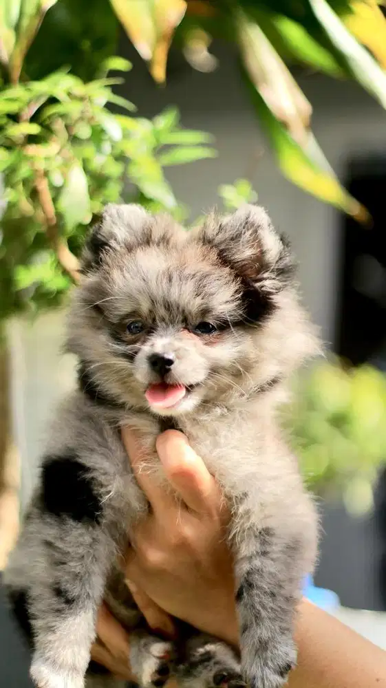 Mini Pom Blue Merle Puppy