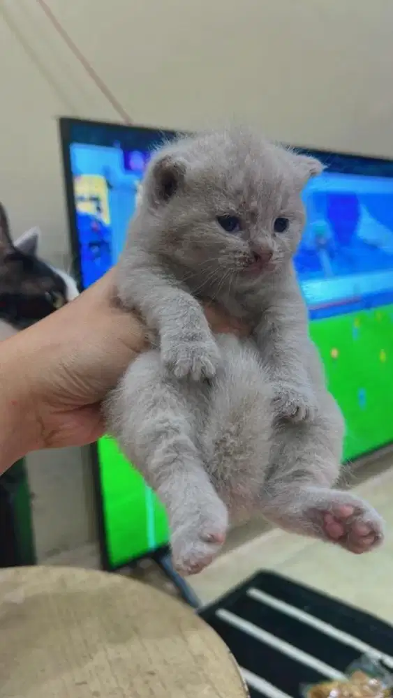 Jual kucing bsh kitten britishshorthair